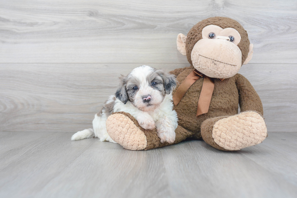 Cute Shih Poo Baby