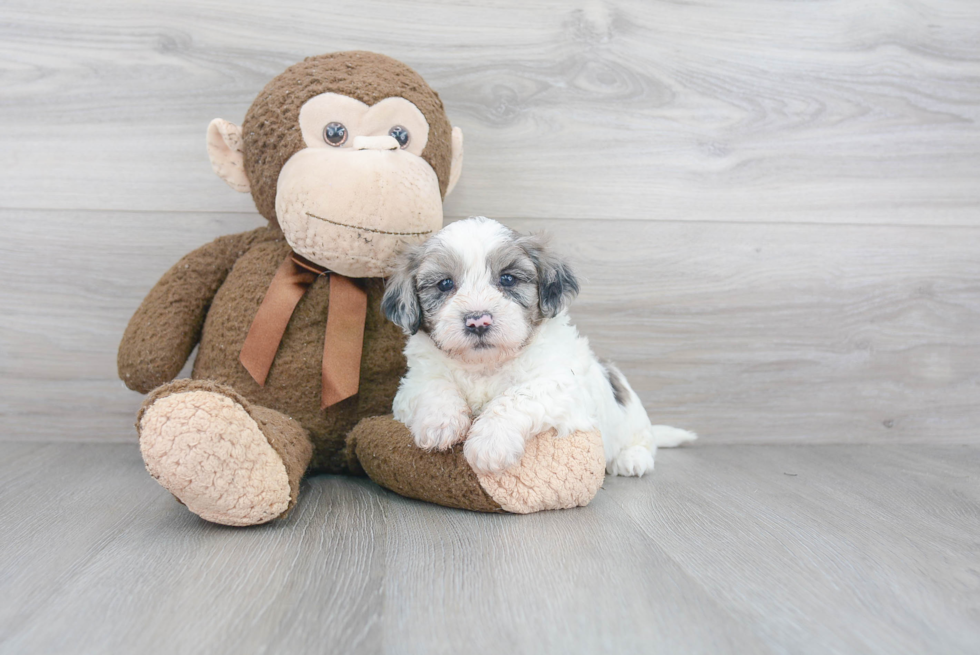 Smart Shih Poo Poodle Mix Pup