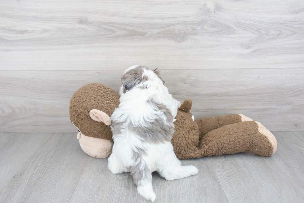 Little Shihpoo Poodle Mix Puppy