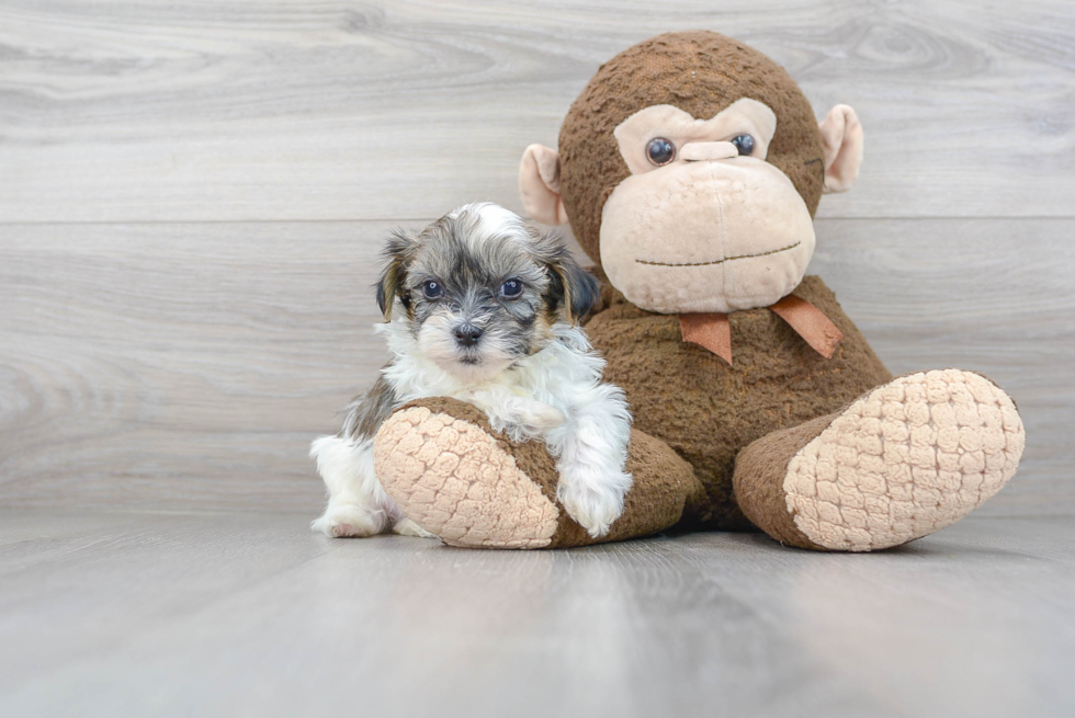 Little Shih Poo Poodle Mix Puppy