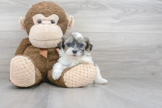 Popular Shih Poo Poodle Mix Pup