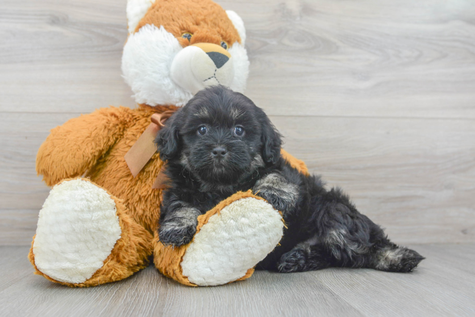 Best Shih Poo Baby