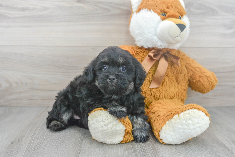 Shih Poo Puppy for Adoption