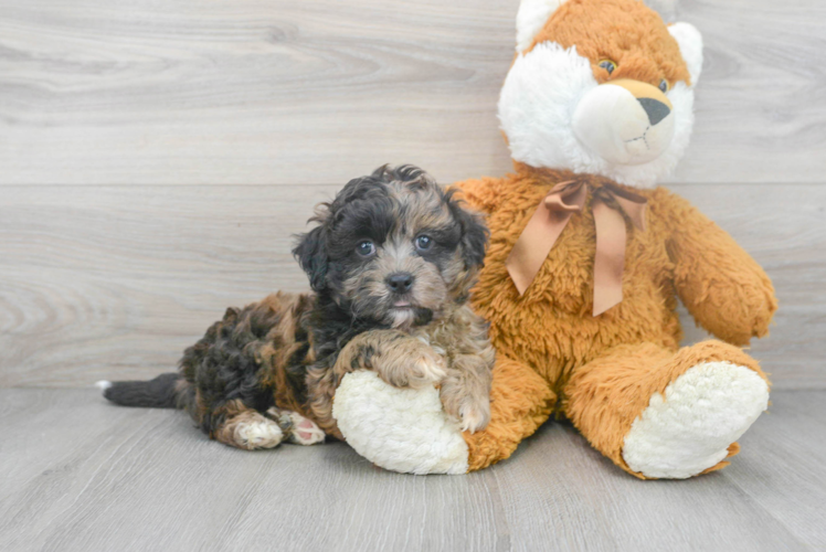 Shih Poo Pup Being Cute