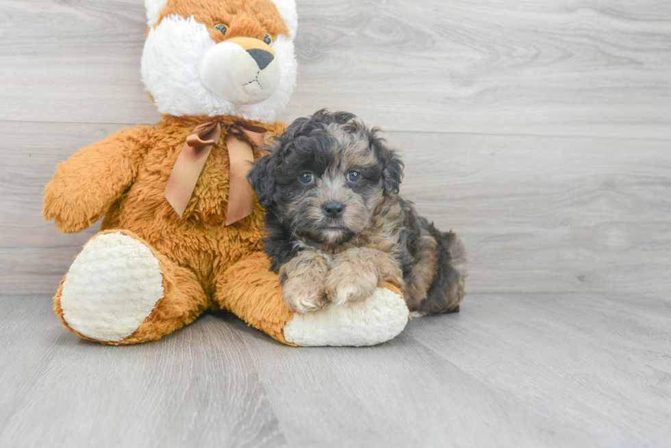 Shih Poo Puppy for Adoption