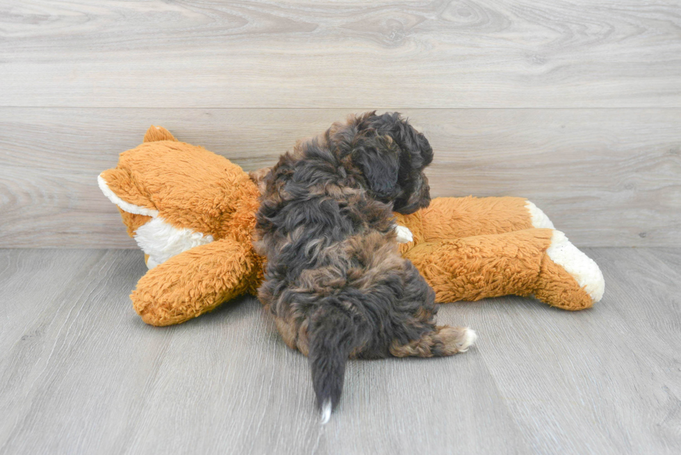 Funny Shih Poo Poodle Mix Pup