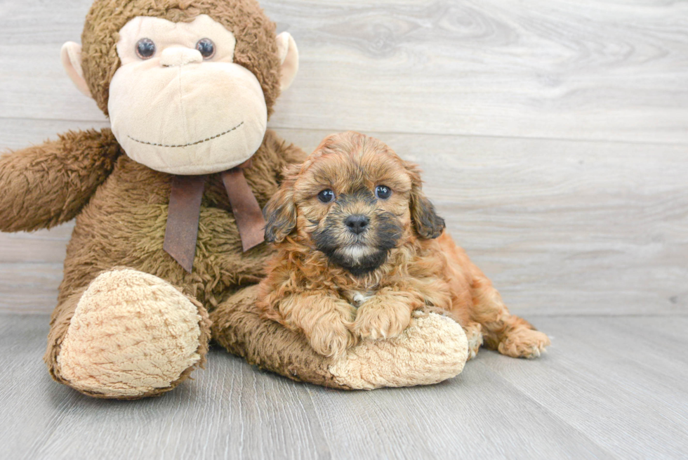 Cute Shih Poo Baby