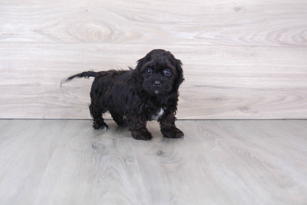 Shih Poo Pup Being Cute