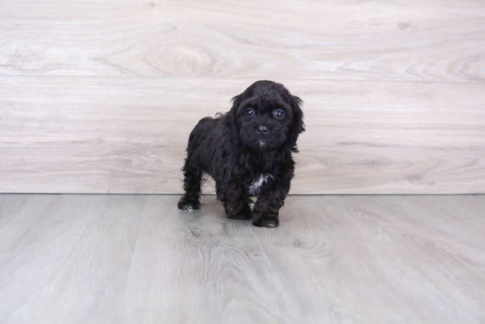 Shih Poo Pup Being Cute