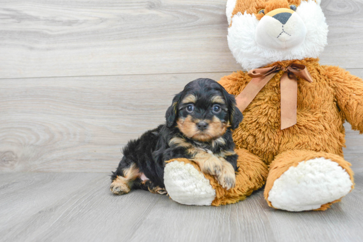 Little Shih Poo Poodle Mix Puppy