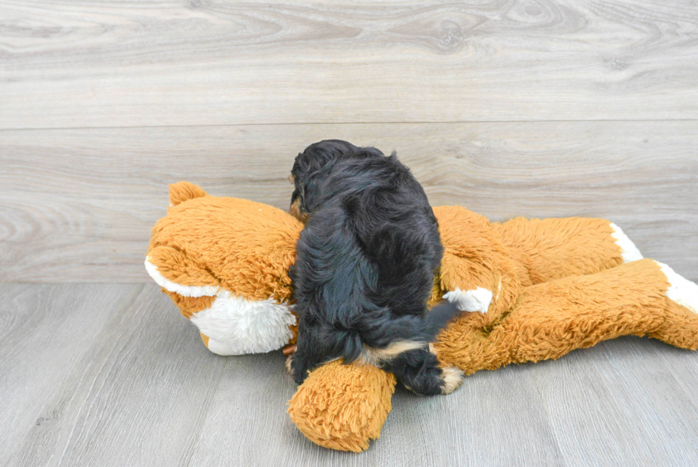 Petite Shih Poo Poodle Mix Pup