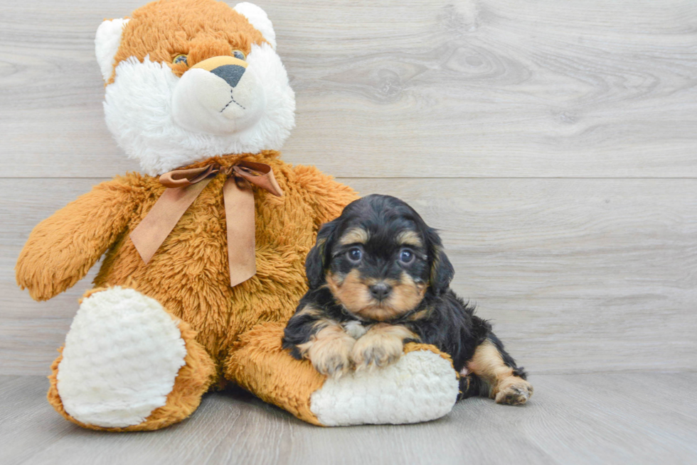 Petite Shih Poo Poodle Mix Pup