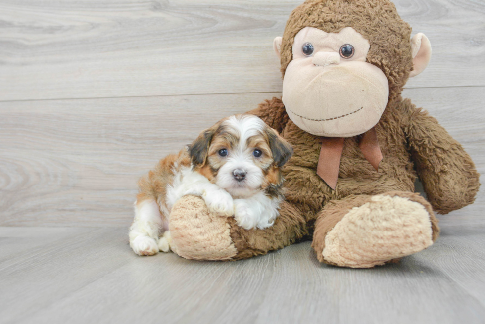 Adorable Shih Poo Poodle Mix Puppy