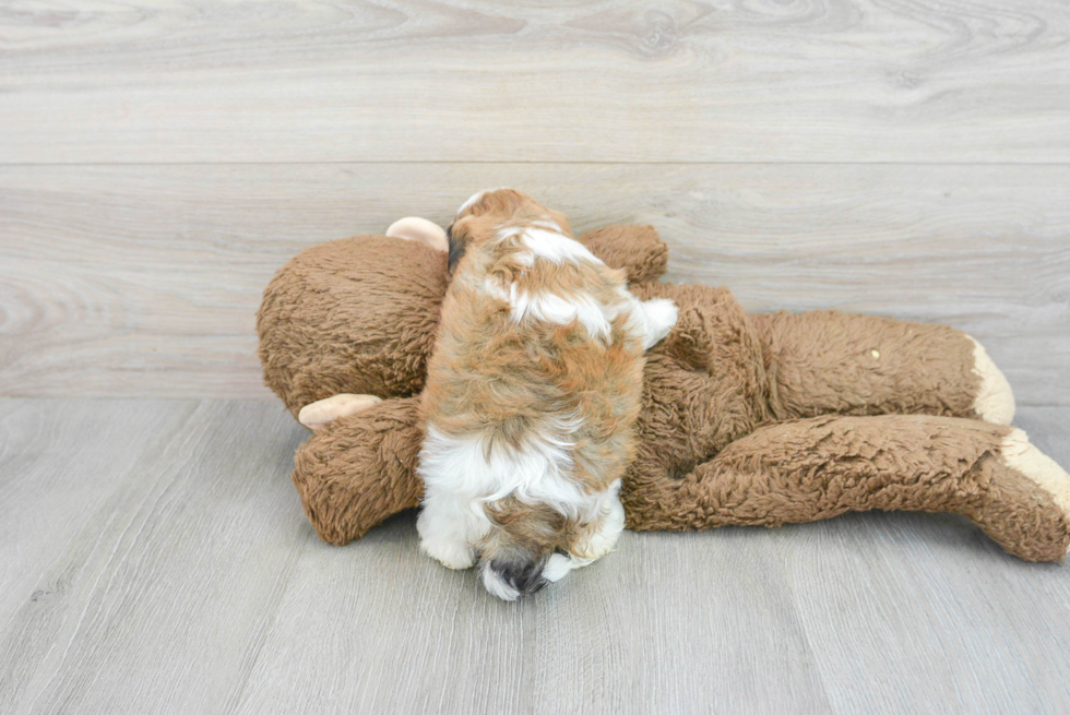 Adorable Shihpoo Poodle Mix Puppy