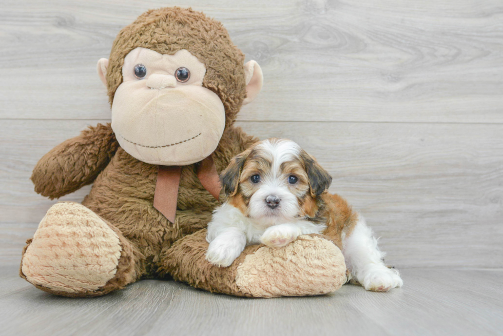 Sweet Shih Poo Baby