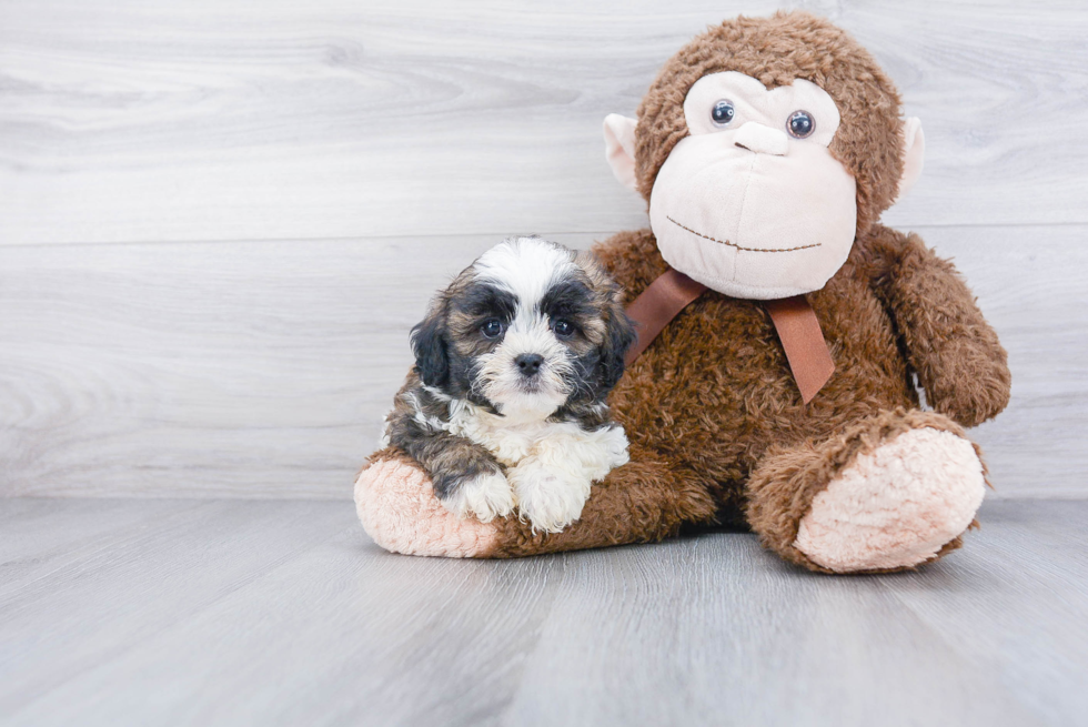 Shih Poo Puppy for Adoption