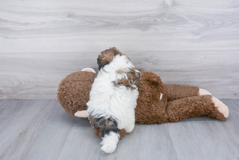 Shih Poo Pup Being Cute