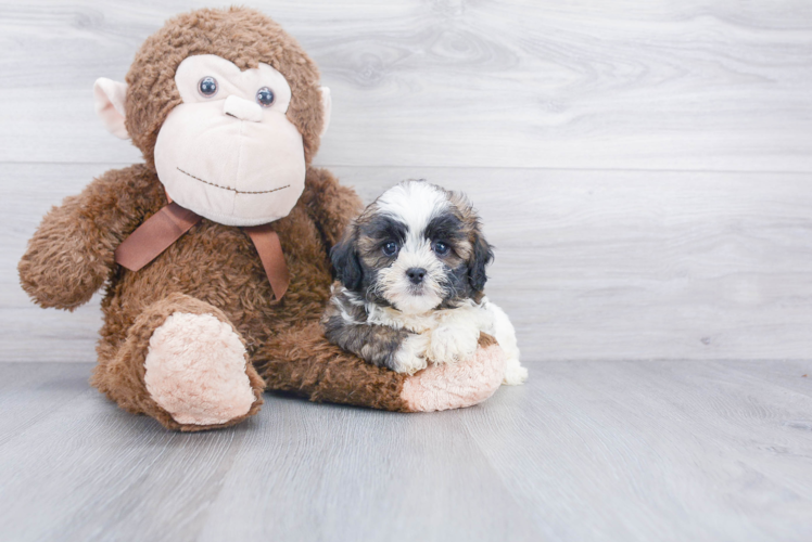 Fluffy Shih Poo Poodle Mix Pup