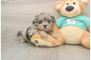 Shih Poo Puppy for Adoption