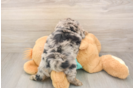 Hypoallergenic Shihpoo Poodle Mix Puppy