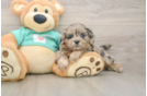 Adorable Shih Poo Poodle Mix Puppy