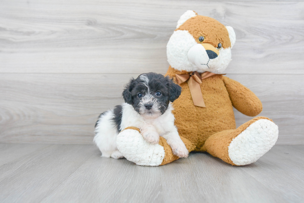 Best Shih Poo Baby