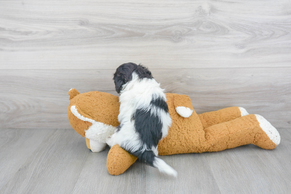 Shih Poo Pup Being Cute