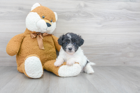 Funny Shih Poo Poodle Mix Pup