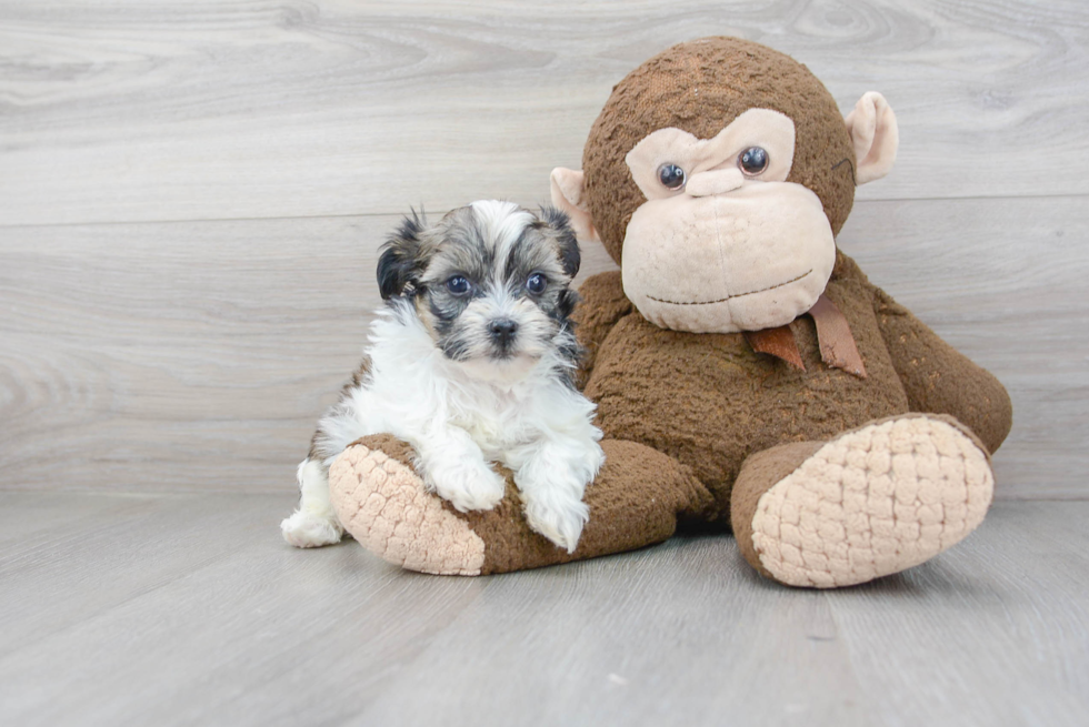 Cute Shih Poo Baby