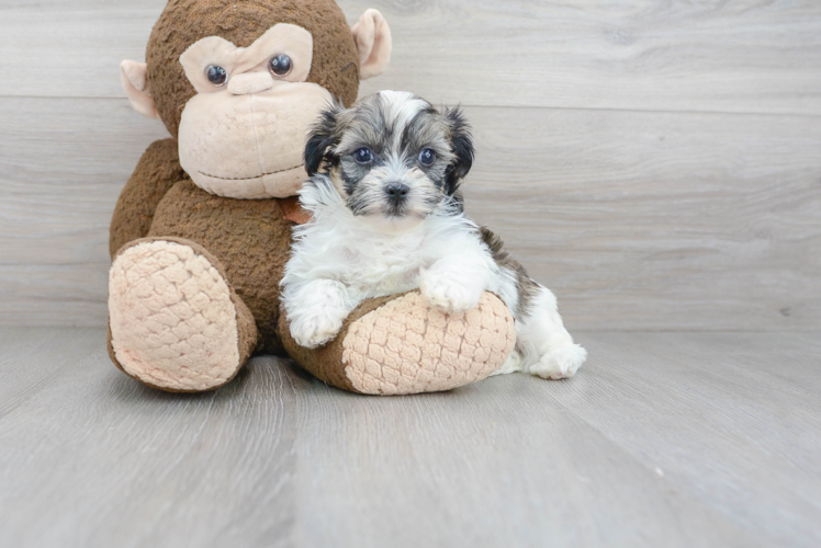 Best Shih Poo Baby