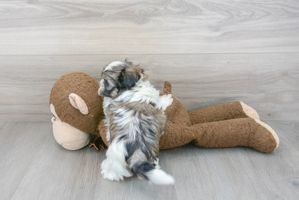 Shih Poo Pup Being Cute