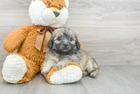 Shih Poo Puppy for Adoption