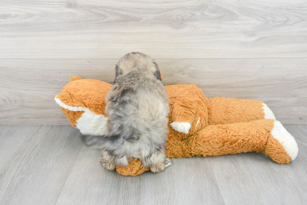 Best Shih Poo Baby