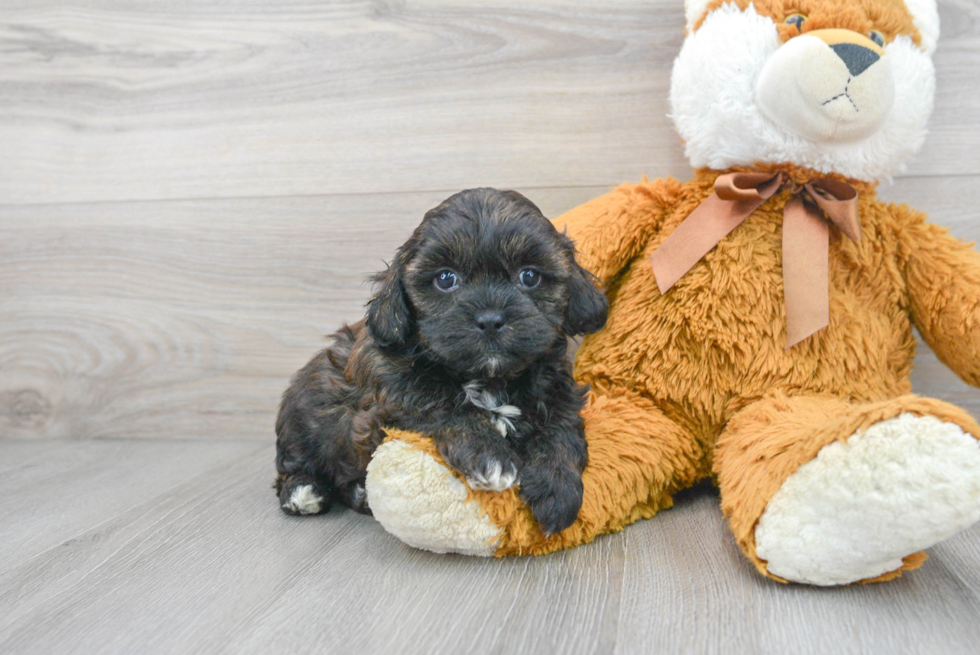 Shih Poo Puppy for Adoption