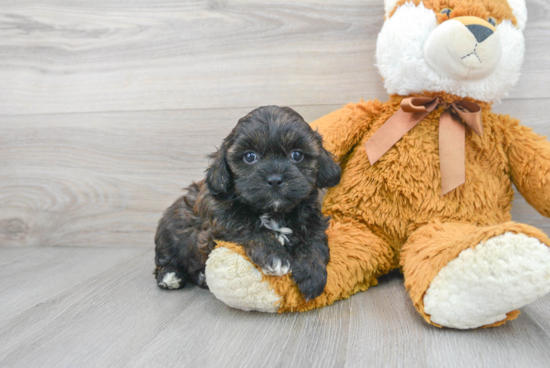 Shih Poo Puppy for Adoption