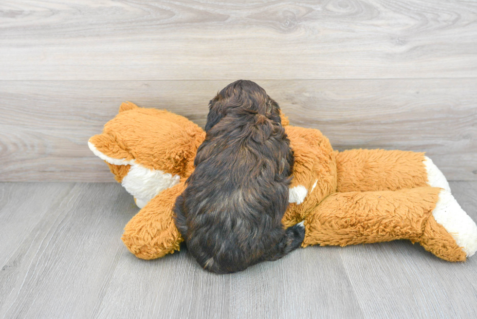 Best Shih Poo Baby