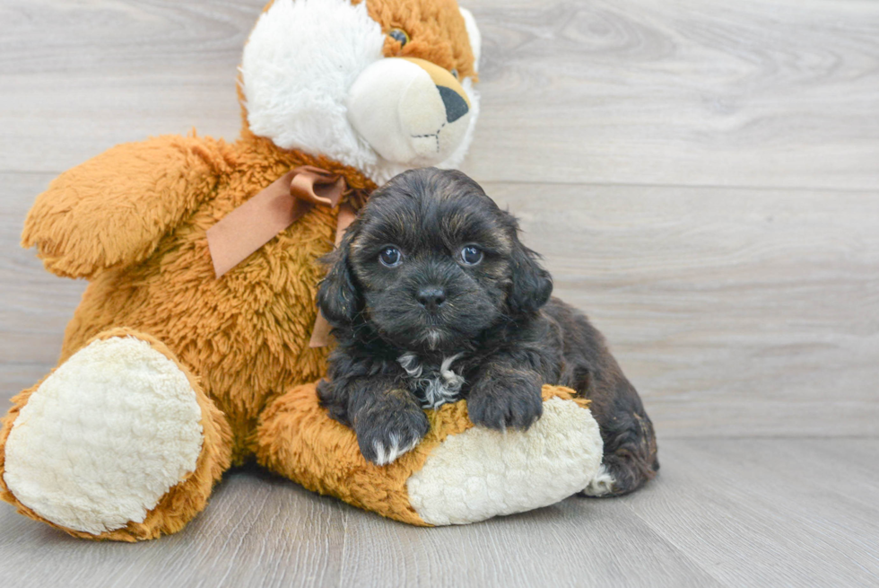 Cute Shih Poo Baby