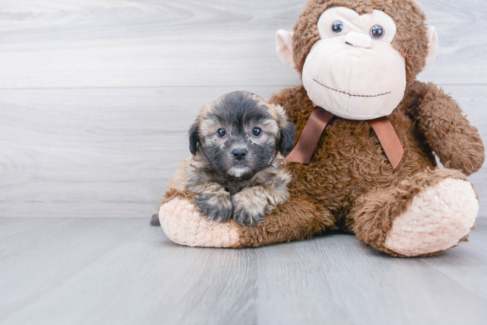 Shih Poo Puppy for Adoption