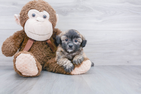 Happy Shih Poo Baby