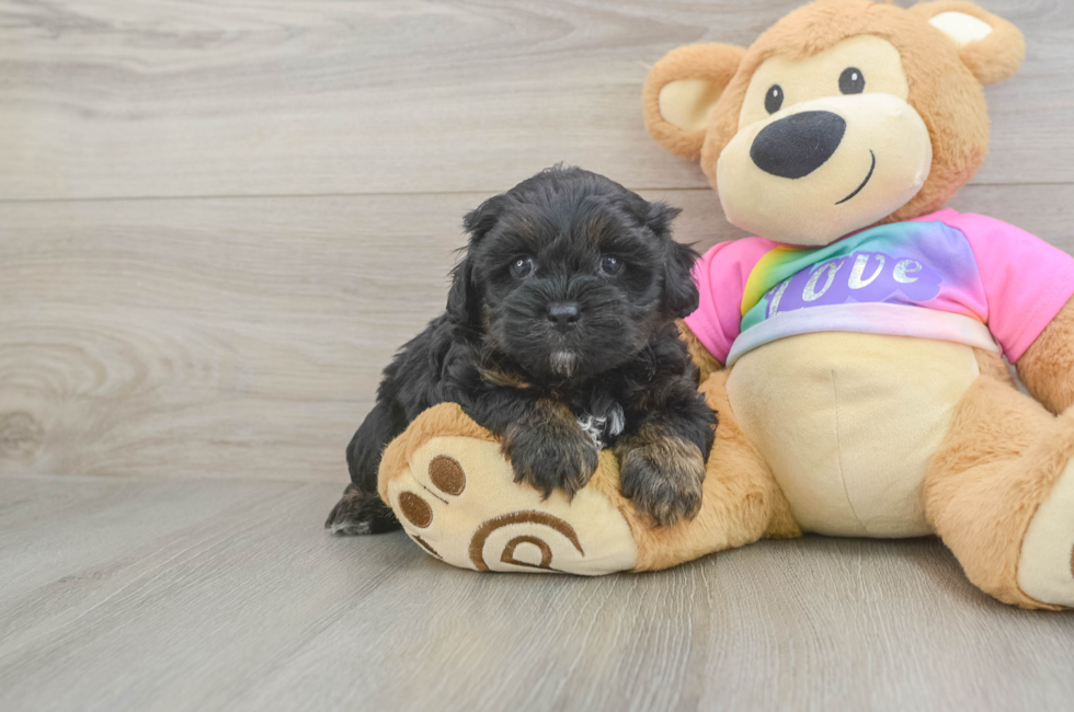 5 week old Shih Poo Puppy For Sale - Premier Pups