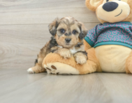 6 week old Shih Poo Puppy For Sale - Premier Pups