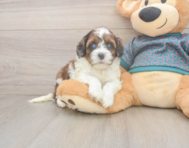 5 week old Shih Poo Puppy For Sale - Premier Pups