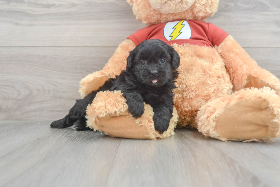 Adorable Shih Poo Poodle Mix Puppy