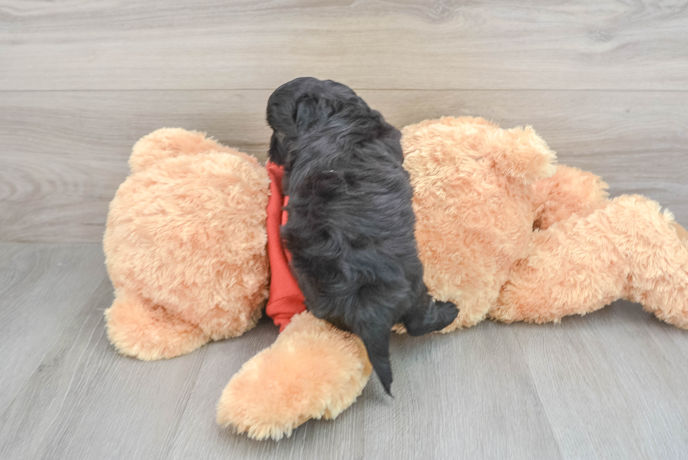 Shih Poo Pup Being Cute