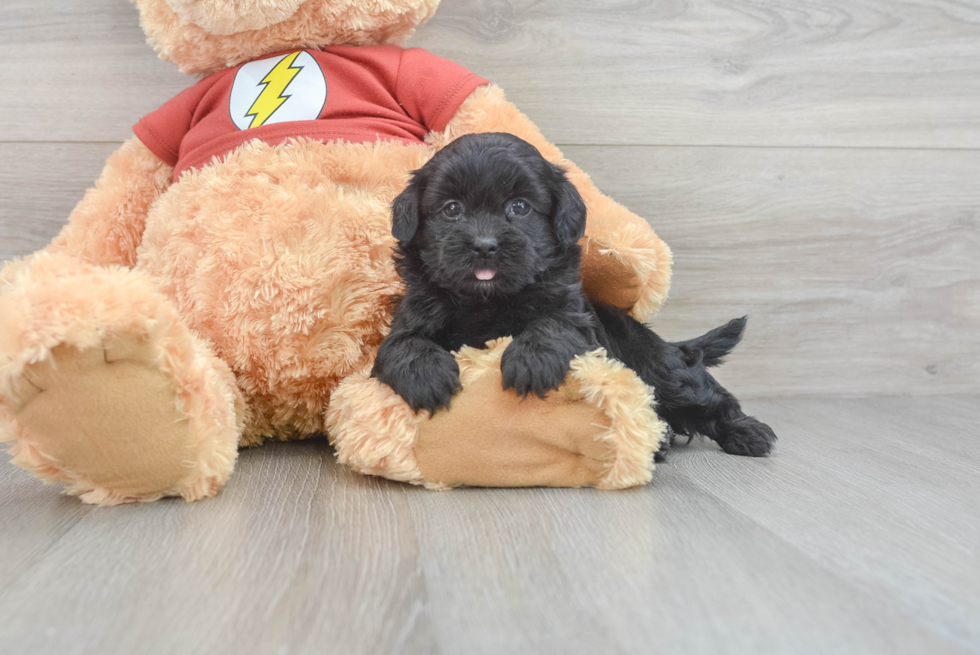 Small Shih Poo Baby