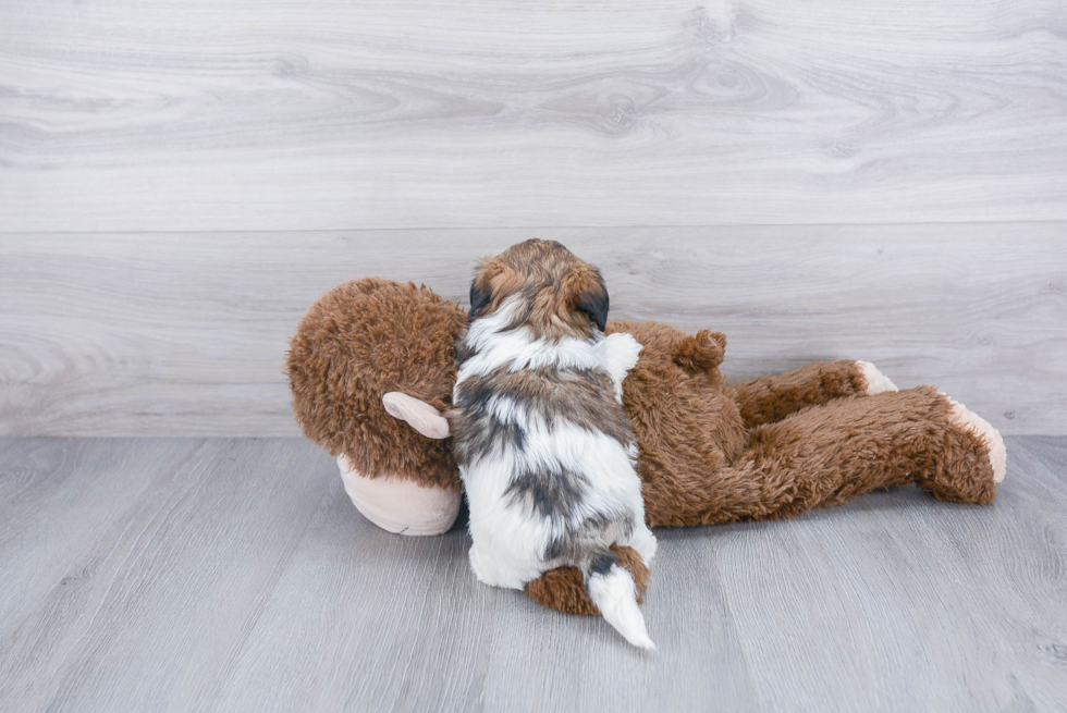 Smart Shih Poo Poodle Mix Pup