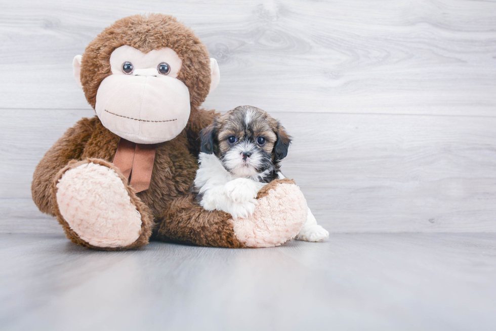 Petite Shih Poo Poodle Mix Pup