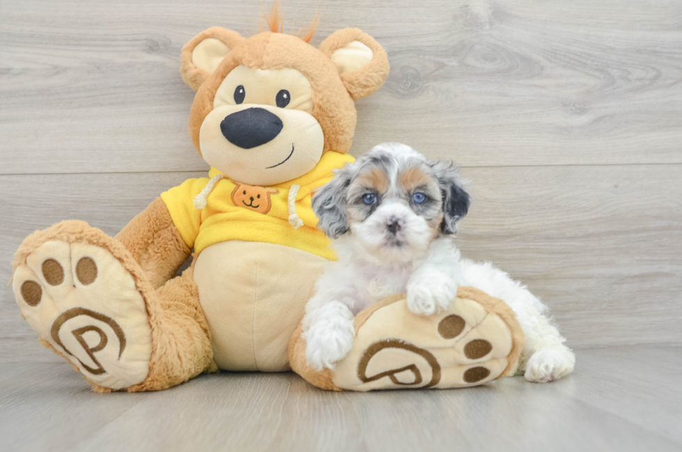 5 week old Shih Poo Puppy For Sale - Premier Pups