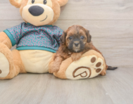 6 week old Shih Poo Puppy For Sale - Premier Pups