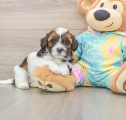 6 week old Shih Poo Puppy For Sale - Premier Pups